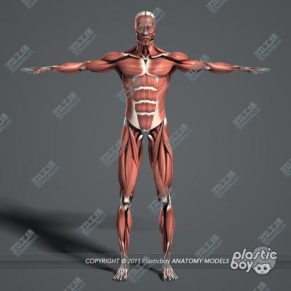 images/goods_img/20210312/Male Body, Skeletal and Muscular System Pack (Textured)/4.jpg